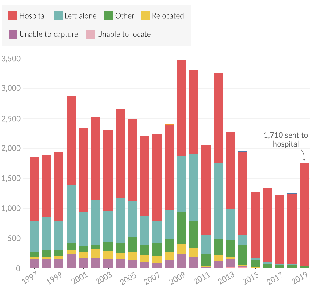 The chart shows the yearly breakdown of what has happened to adult koalas after contact with people in South East Queensland between July 1996 and December 2019. Human contact refers to cases where people have seen or come across a koala, usually sick, injured or in a location deemed unsuitable.